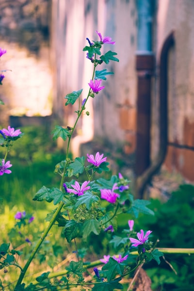 紫色的花和绿叶
